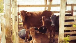 SoftServe co-founder Taras Kytsmey is investing in dairy farming. He and his partner are currently building a farm for 2,000 cows and plan to purchase livestock in August.