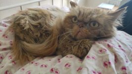 У спасенной в Бородянке кошки, которую назвали Шафкой, появился Instagram-аккаунт. Там уже более 15 тысяч подписчиков
