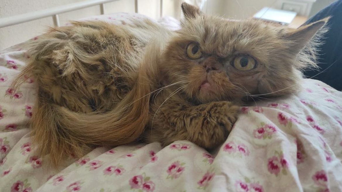 У врятованої в Бородянці кішки, яку назвали Шафою, з'явився Instagram-аккаунт. Там уже понад 15 тисяч передплатників