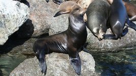 В ВМС США морских львов учат играть в видеоигры, и у них выходит