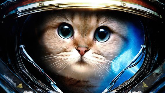 NASA за допомогою лазеру передала на МКС свої улюблені фото та відео домашніх котів