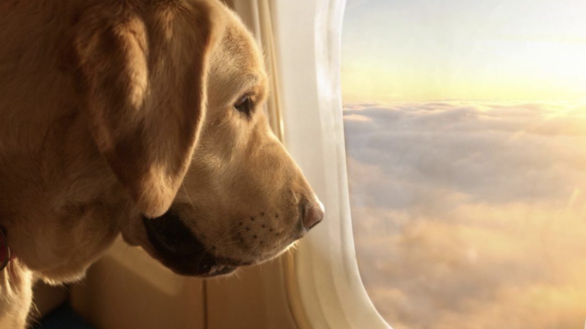 У США запрацювала перша у світі авіакомпанія для собак. Квитки на рейси BARK Air розлітаються дуже швидко