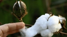 В Україні почали вирощувати бавовник для виготовлення пороху. Як проходить науковий експеримент