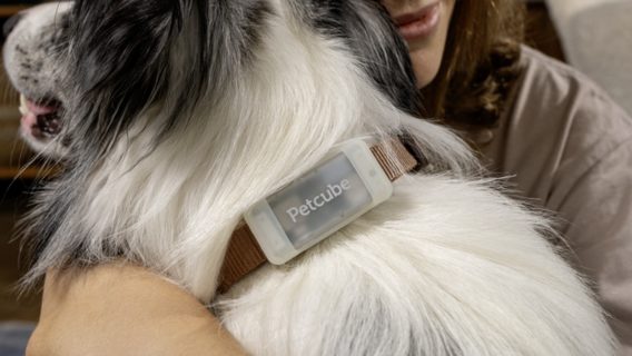 Petcube випустив GPS-трекер для собак. Як він допоможе вашій тварині не загубитися навіть в екстремальних ситуаціях 