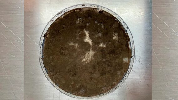 Mysterious mushrooms from Chernobyl "eat" radiation: how this mold can protect astronauts in space