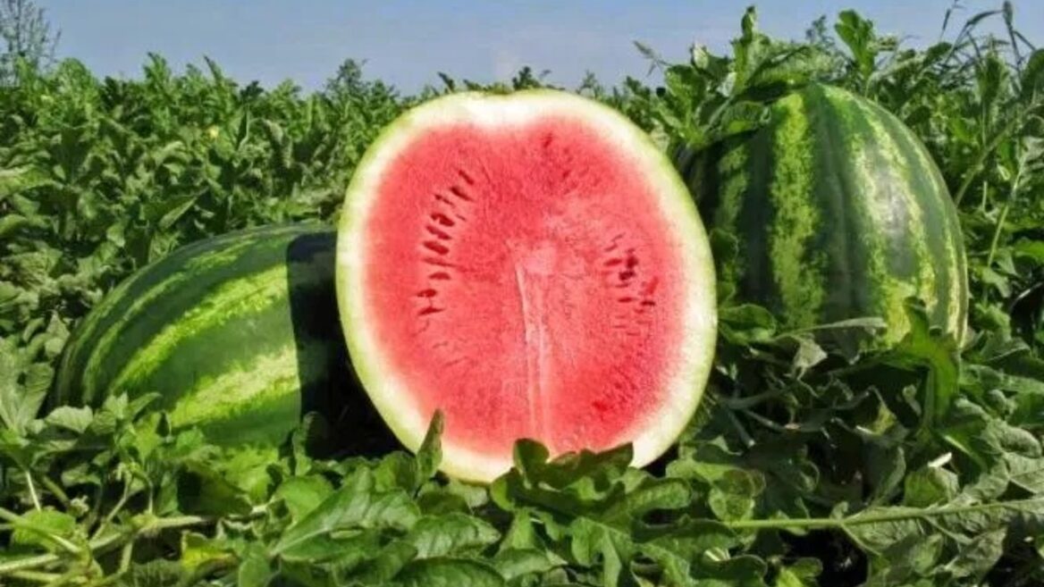 Meta готує нову ШІ-модель Watermelon яка начебто наздогнала GPT-5.5
