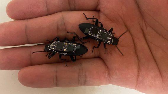 Scientists have turned living beetles into controlled cyborgs to search for people under rubble