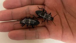 Scientists have turned living beetles into controlled cyborgs to search for people under rubble
