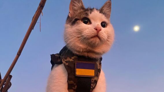 No more "double breakfasts". Ukraine has created an app called PetCare Family that helps families take care of their pets