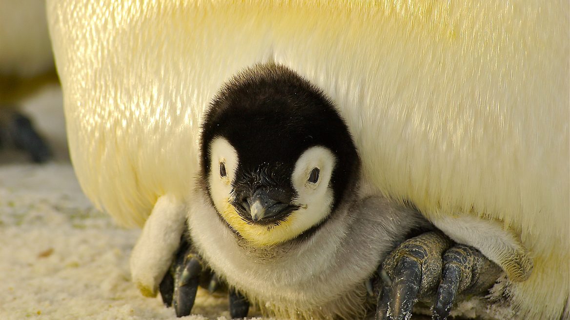 Топ-10 фактів з життя українського сисадміна в Антарктиді