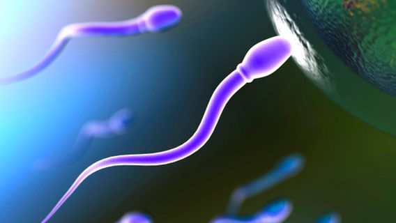 Малоизвестный стартап из Мексики автоматизирует искусственное оплодотворение с помощью ИИ. Это может навсегда изменить проблему бесплодия