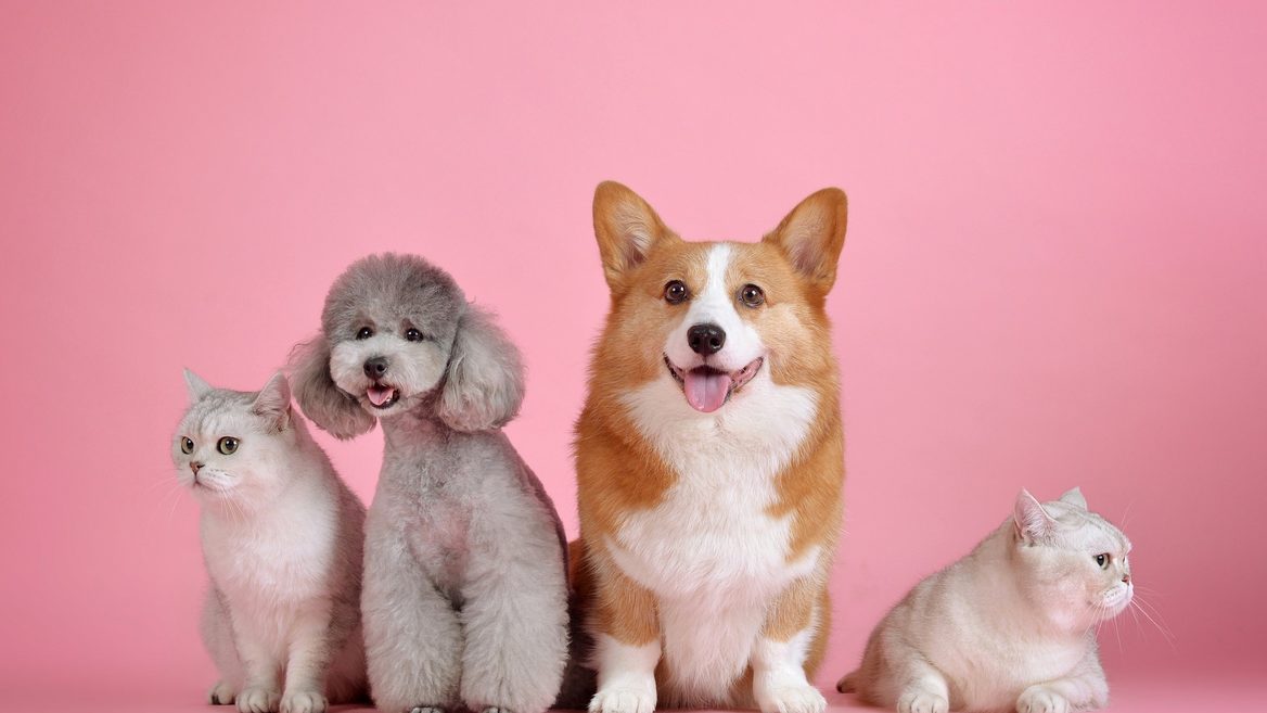 Владельцы домашних животных могут получить консультацию ветеринара онлайн