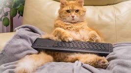 «Не буду здивований, коли цей кіт отримає офер раніше за мене…». У LinkedIn опублікували резюме кота, що шукає роботу домашнього улюбленця на Львівщині
