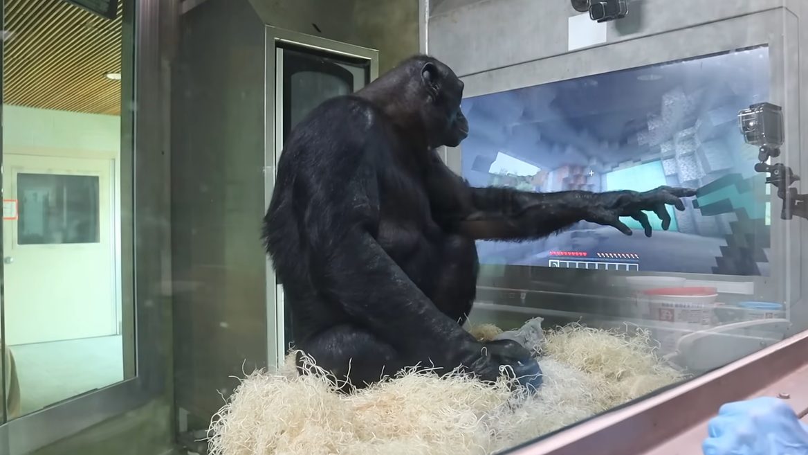 Бонобо шимпанзе научили играть в Minecraft. Один уровень он прошел вместе со стримером, который не подозревал, что играет с обезьяной.
