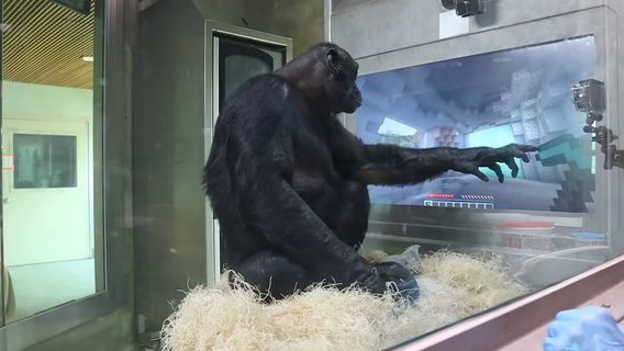 Шимпанзе бонобо навчили грати в Minecraft. Один рівень він пройшов разом зі стрімером, який не підозрював, що грає з мавпою