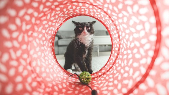 Телепорты квантовых кошек: за что дали Нобелевскую премию по физике-2022