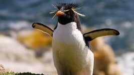 A chatbot penguin will lead a party in Japan — and it's no joke