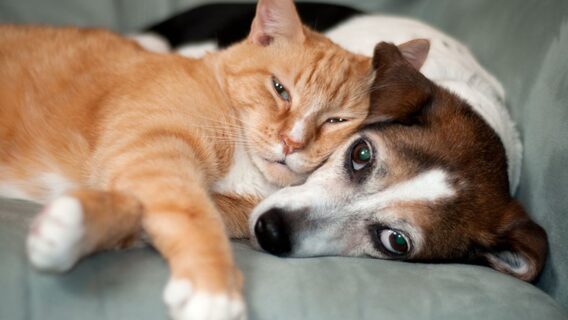 В українському застосунку для власників тварин Bubibo запустили pet-асистента — він спростить щоденне піклування, враховуючи індивідуальні потреби улюбленця