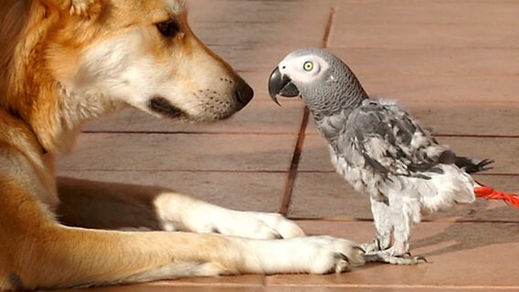 A citizen of Aityvets created an application for comprehensive pet care planning — Pets Care Planner