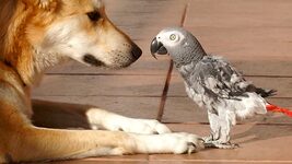 A citizen of Aityvets created an application for comprehensive pet care planning — Pets Care Planner