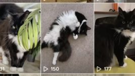 Настоящие упыри. В TikTok следили за журналисткой Financial Times с помощью аккаунта ее кошки Баффи