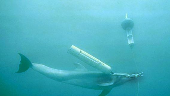 У рф нібито є бойові дельфіни. Як їх можуть використати у війні