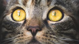 Google запускає тести штучного інтелекту Imagen для перетворення тексту у зображення, але обережно