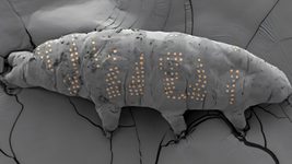 Scientists tattoo microscopic tardigrades using microchip technology