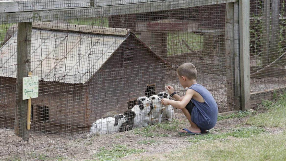 В Киеве начал работать сервис, который поможет найти временное убежище для животных «естьУголок»
