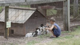 У Києві почав працювати сервіс, який допоможе знайти тимчасовий притулок для тварин «єКуточок»