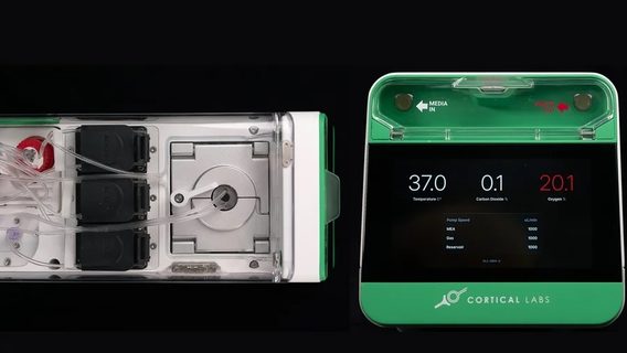 Стартап Cortical Labs випустив перший у світі біокомп’ютер із людських нейронів