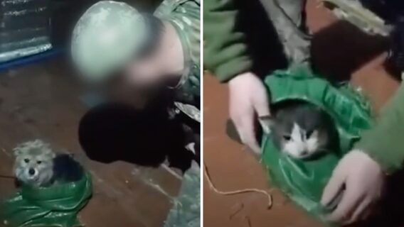 Fighters of the 14th Separate Rifle Brigade used a drone to rescue a cat and a dog from the front line