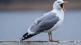 Spotify планирует удалять подкасты с криками чаек, которые приносят создателям до $18 000 в месяц. Это сэкономит компании примерно $38 млн в год