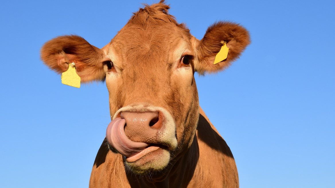 Ученые придумали фитнес-браслеты для питающихся от движения коров: как это работает