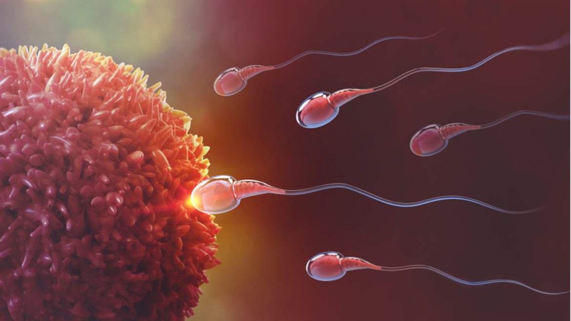 Ученые обнаружили, что сперматозоиды двигаются сквозь вязкую жидкость вопреки одному из главных законов физики.