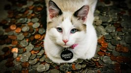 Не зарплатою єдиною. Як мотивувати айтівців на роботі, якщо у компанії скрута: відповідають IT-фахівці