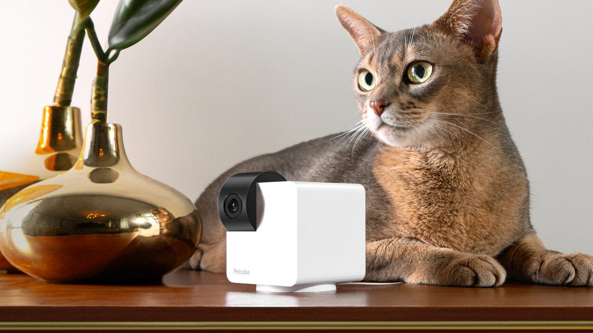 Petcube запустив у продаж новітні камери для стеження за домашніми тваринами. Де можна придбати й скільки коштують