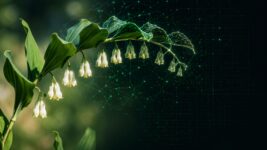 Україна повністю перейде на новий стандарт криптозахисту «Купина» у вересні цього року
