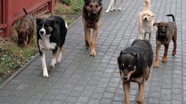 Украинцы создали сервис для поиска потерянных домашних животных 