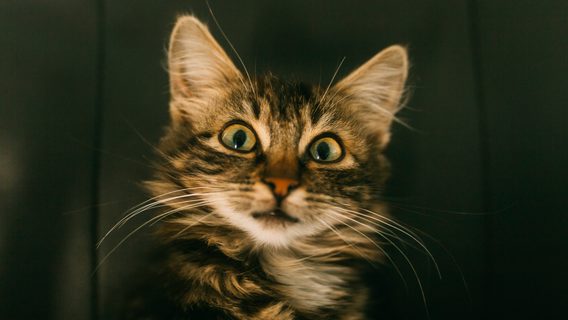 Як пройти співбесіду джуну (і не лише). IT-рекрутерка поділилась практичними порадами та лайфхаками