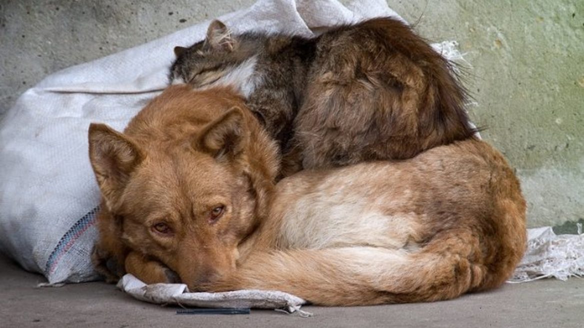 77% українців вважають безпритульність найбільшою проблемою що стосується домашніх тварин: дослідження Postmen для Kormotech