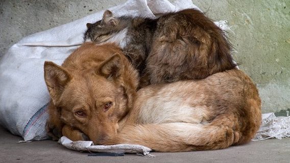77% украинцев считают беспризорность самой большой проблемой, касающейся домашних животных: исследование Postmen для Kormotech