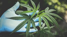 In the Kyiv region, a programmer decided to get rich by collecting wild hemp in the forest and grinding it into cannabis. Law enforcement officers detained him: what did the court decide?