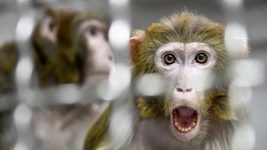 Neuralink's Blindsight chip was once again tested on monkeys: it helped them see what was not in their field of vision