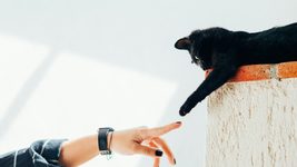The recruiter advised how to get out of the situation when you don't know something at the interview. What do IT-guis think about this?