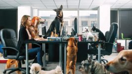 Співзасновник та CEO в українській if.team: «Пет-френдлі офіс — це не маст-хев і навіть не обов'язково норм» Співзасновник та CEO в українській if.team: «Пет-френдлі офіс — це не маст-хев і навіть не обов'язково норм»