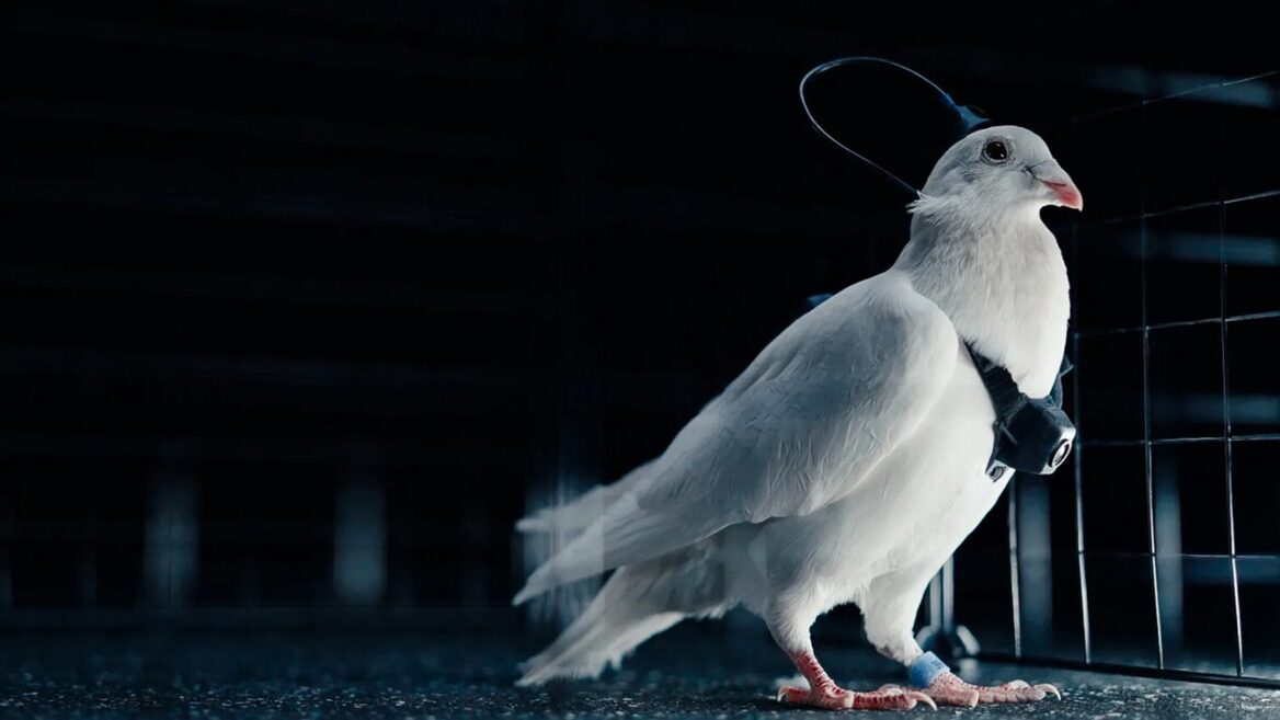 На росії повідомили про стартап, який перетворює голубів у біодрони, вживляючи їм чипи у мозок. Про що йдеться