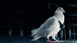 A startup in Russia has been reported to be turning pigeons into biodrones by implanting chips into their brains. What is it about?