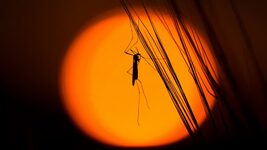 Google plans to release 32 million mosquitoes in the US: what is the tech giant's goal?