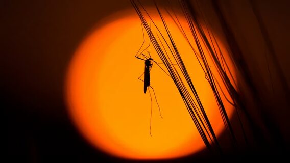 Google plans to release 32 million mosquitoes in the US: what is the tech giant's goal?